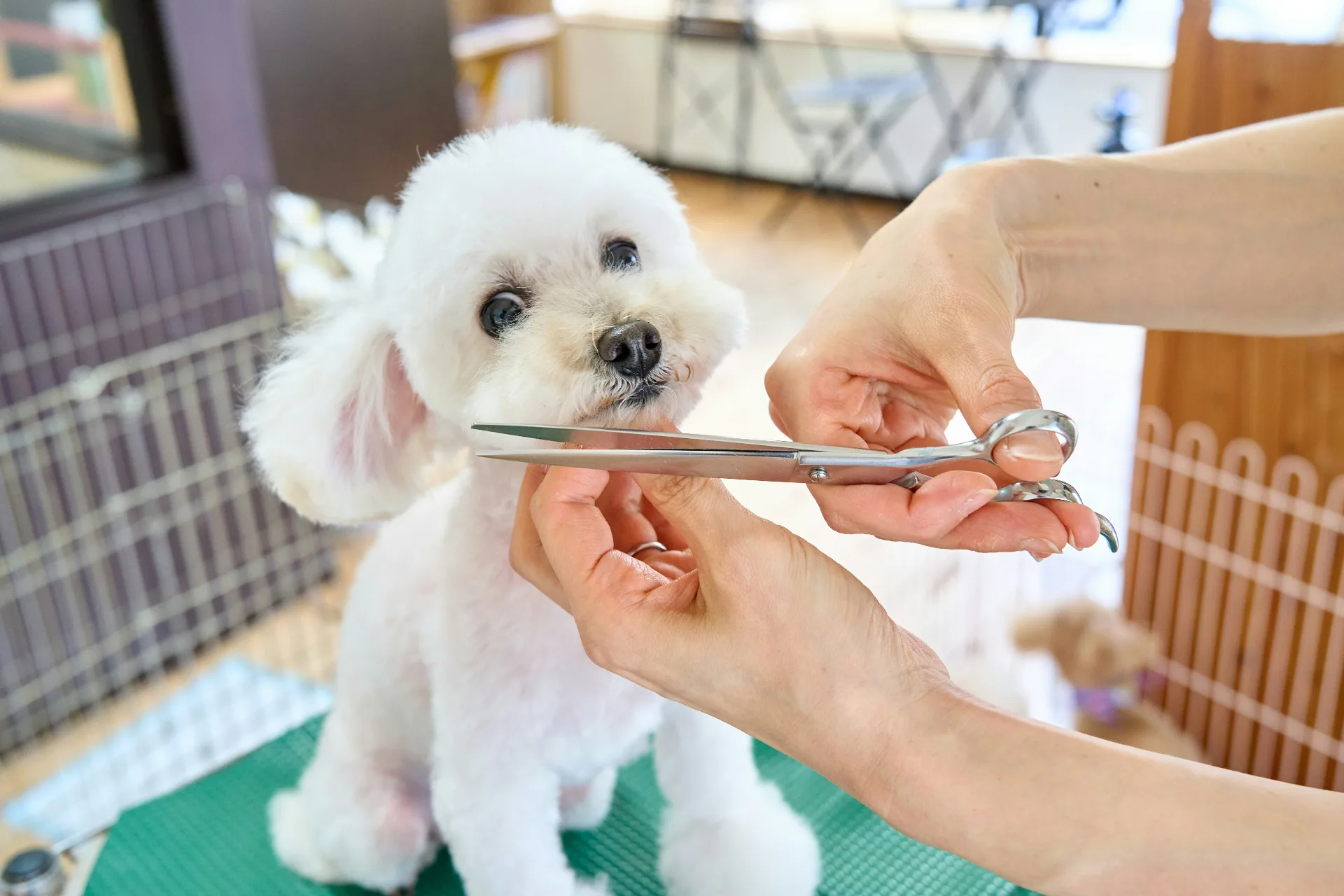 Full-Service Grooming