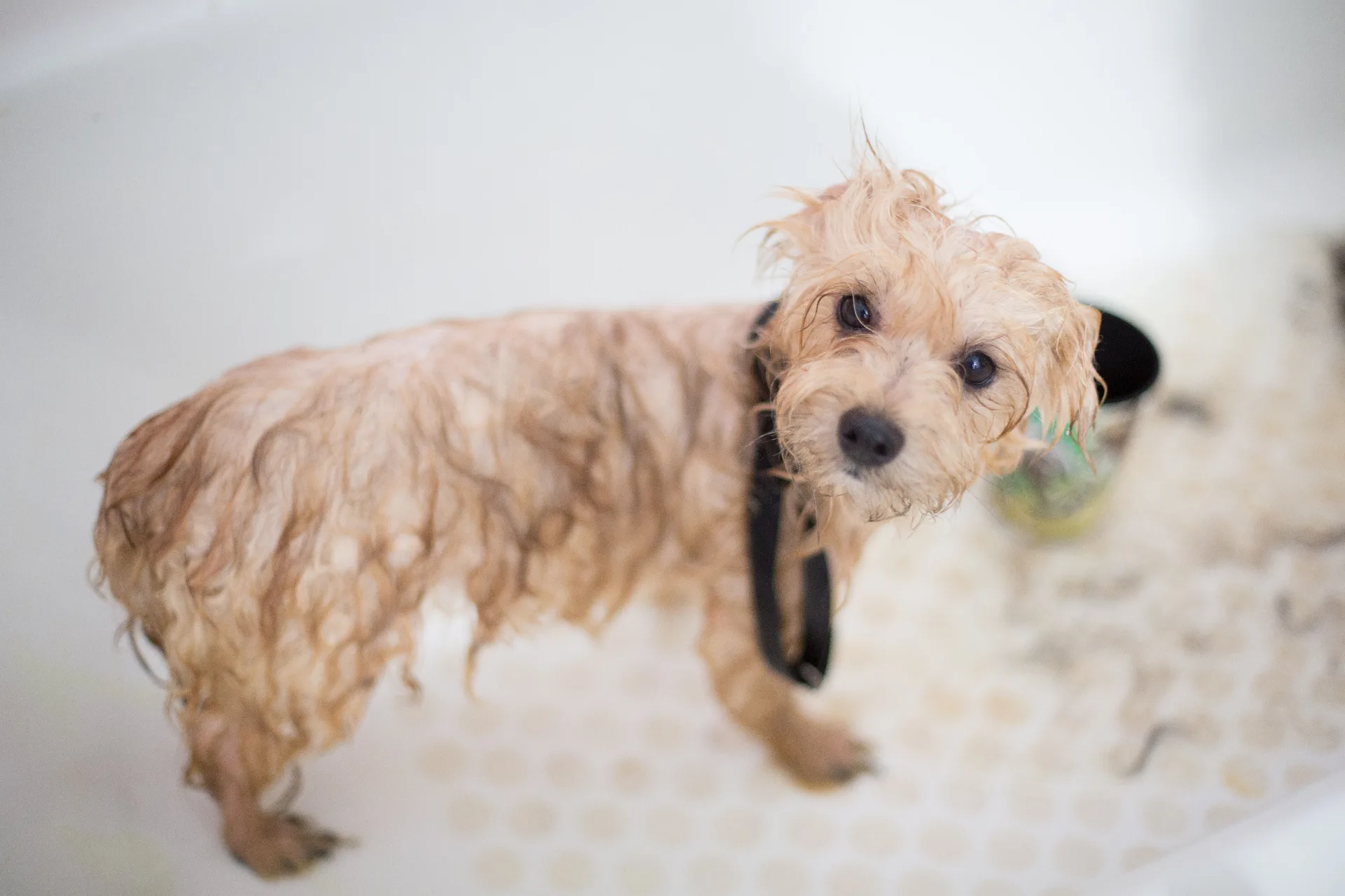 Bath & Brush