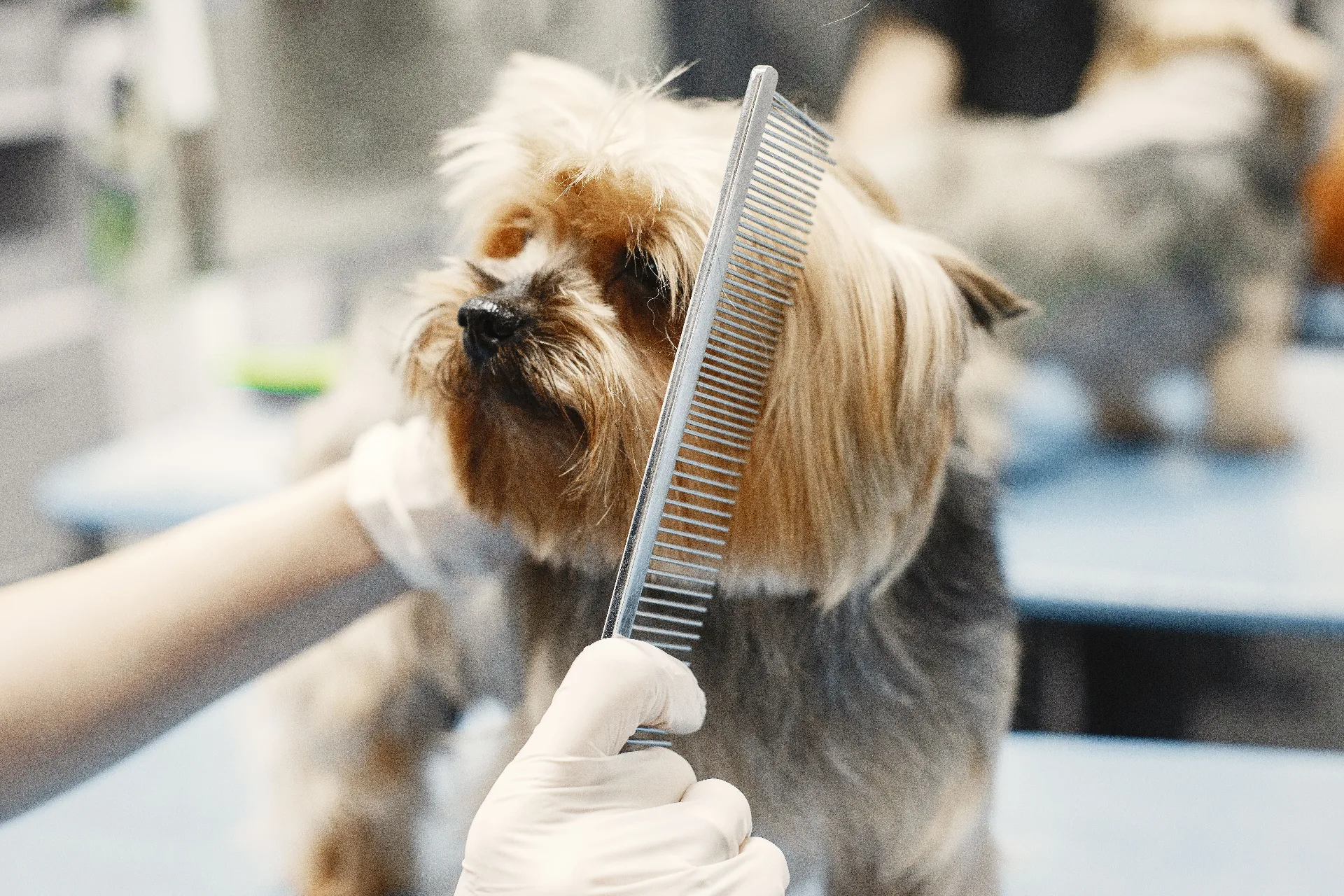 Breed-Specific Styling